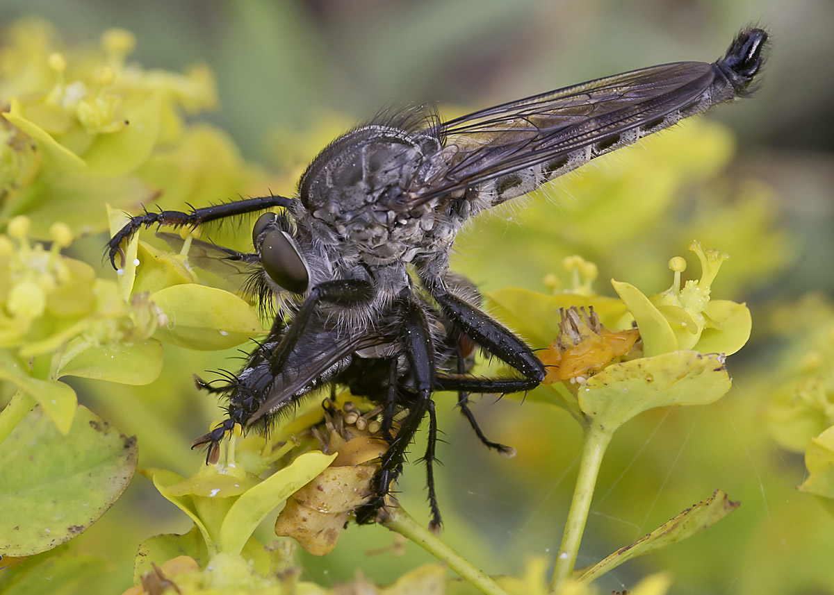 Asilidae in predazione?